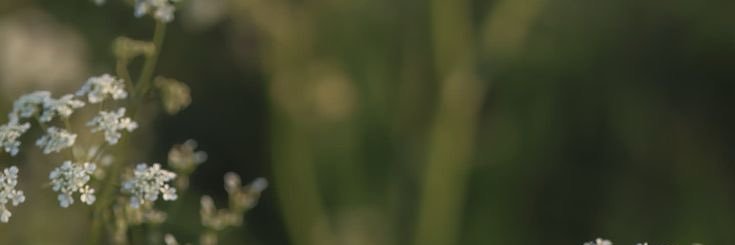 amlilsleepy's profile banner image