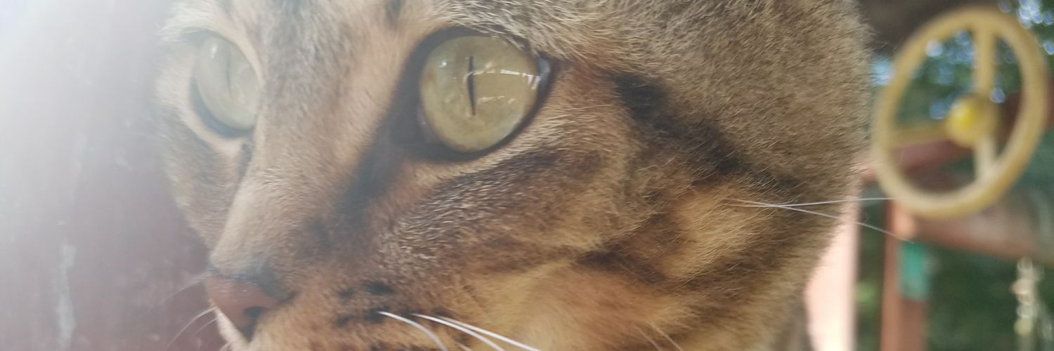 beebed2's profile banner image