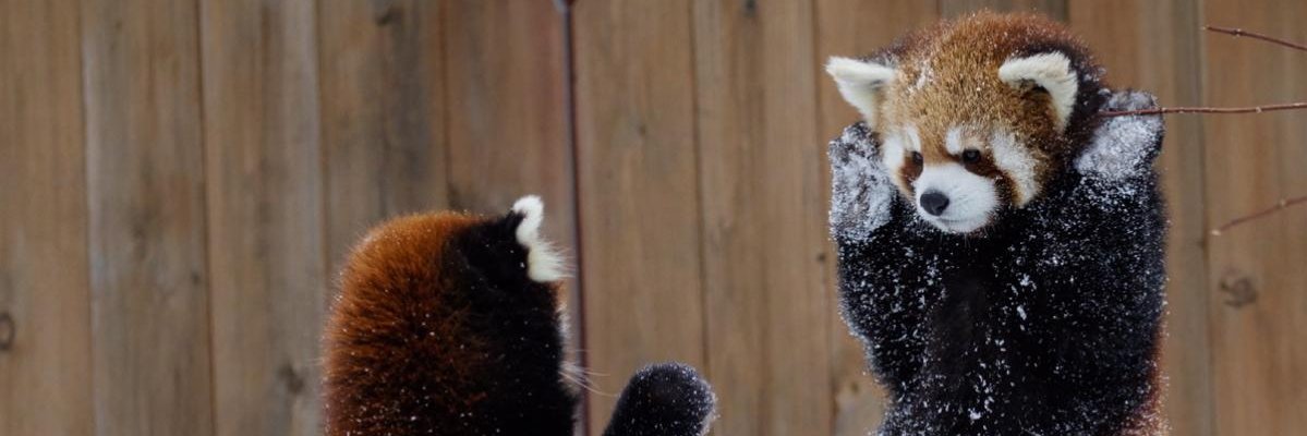 Swordficsh's profile banner image