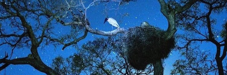 yuako0's profile banner image