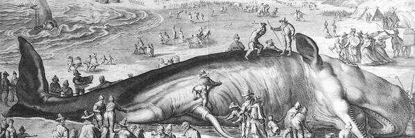 _WhaleRider's profile banner image