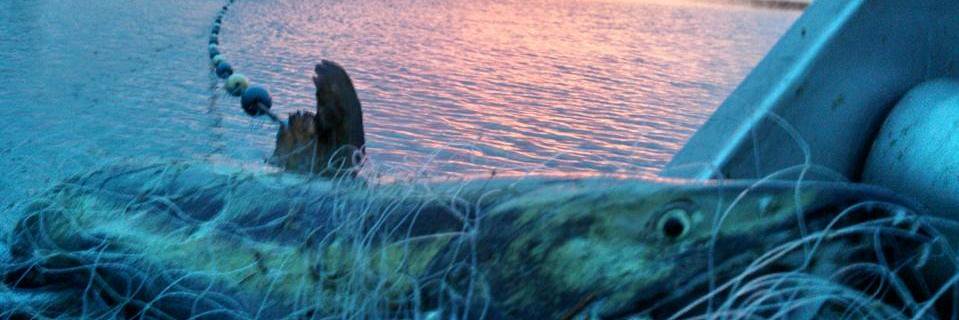 Joseph Peters banner