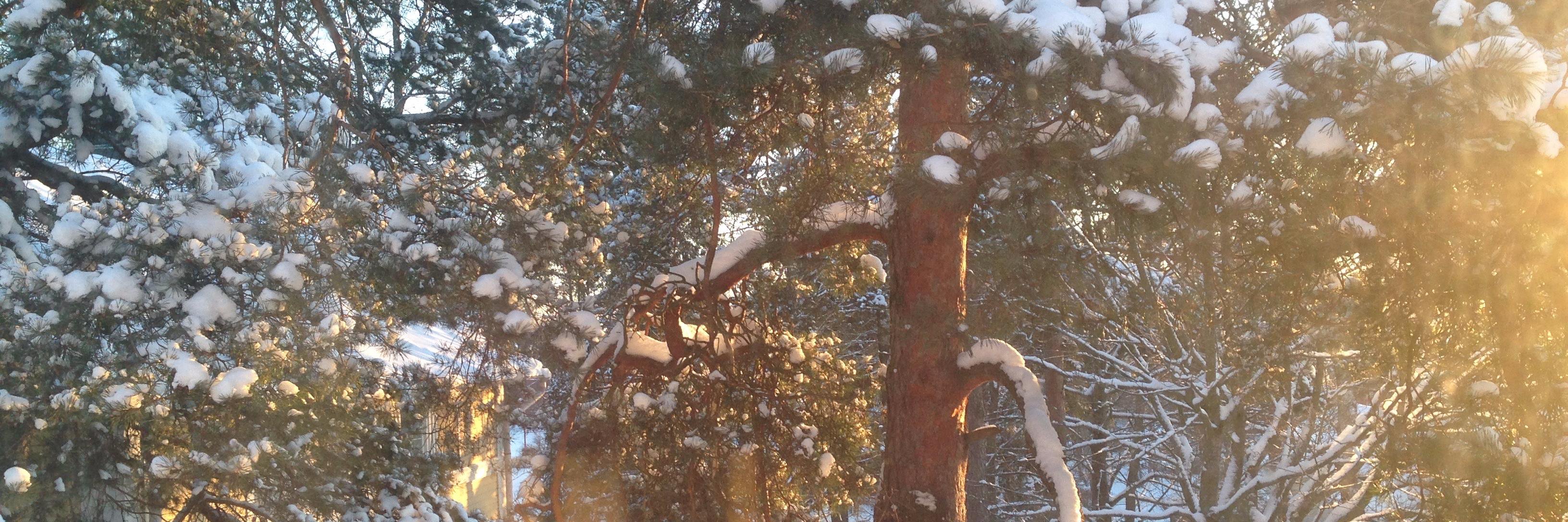 sampparuohtula's profile banner image