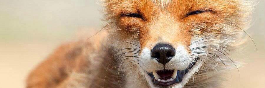 Francisca Alegría C. banner