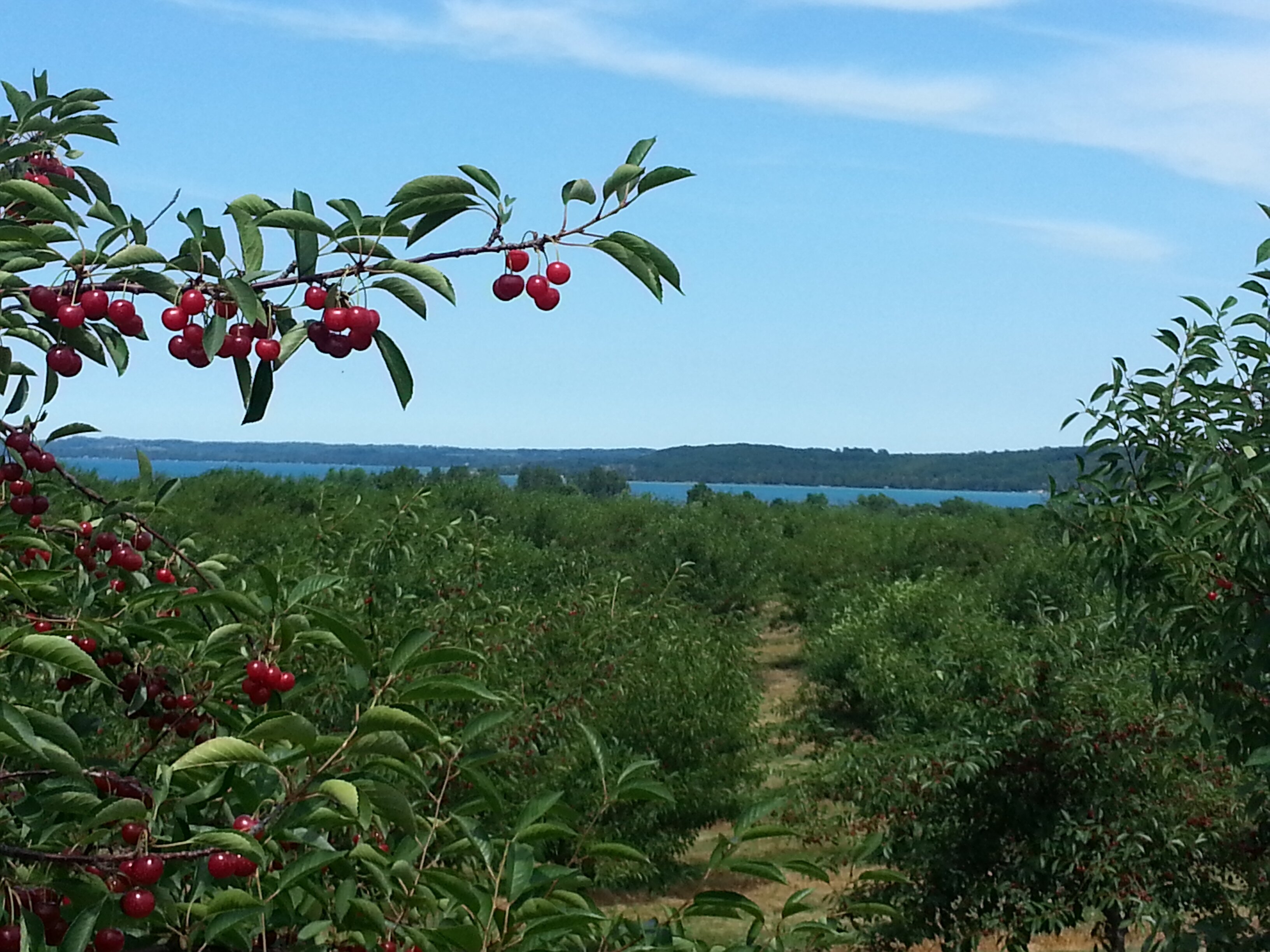 Aubyn Pollister Amos banner
