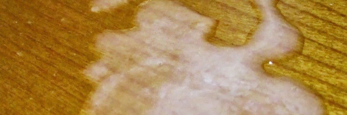 Bare Bator Bear banner