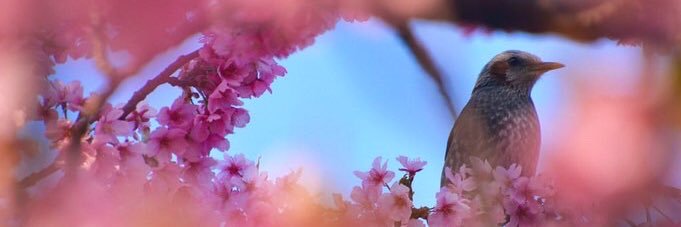 kano___sugi's profile banner image