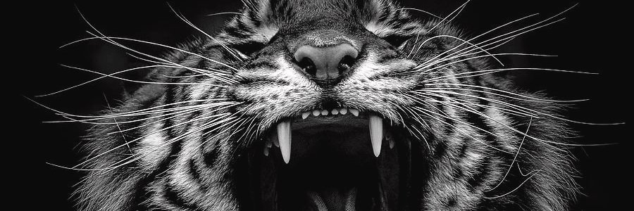 Jungle Beats 💿 banner