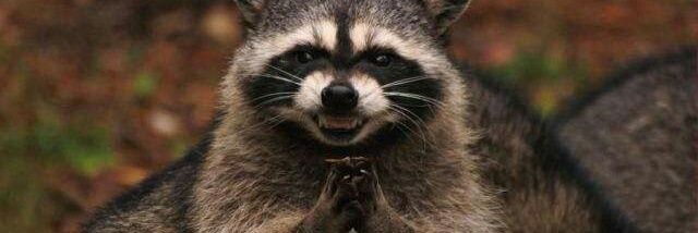 Mapache de Incognito banner