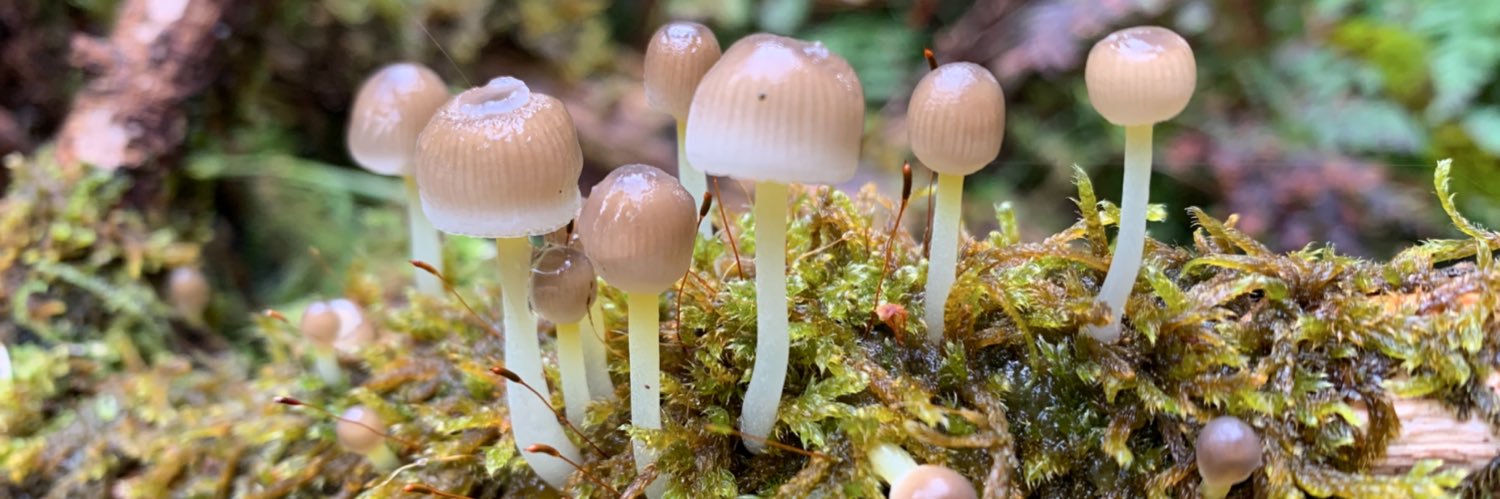 little_scientist banner