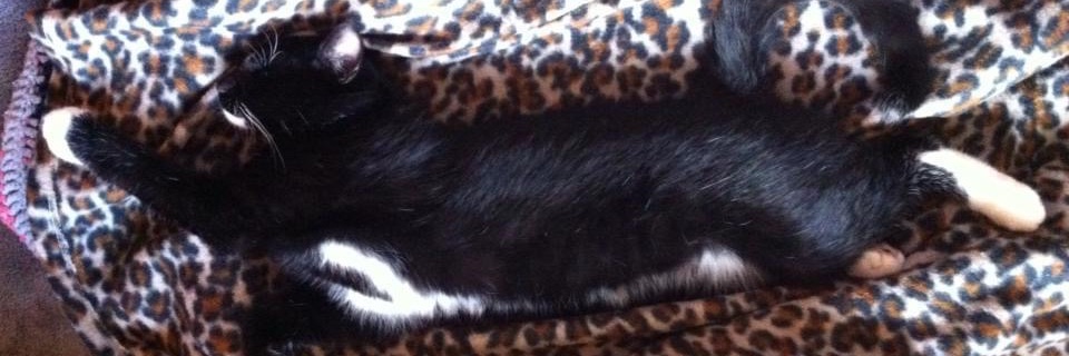 President Lucky Eddie banner