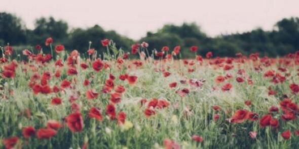TumblrLifeXO's profile banner image