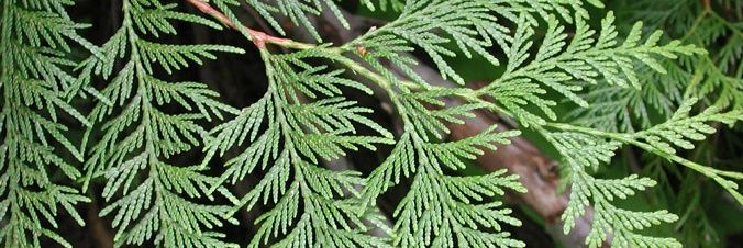 Mike Fretthold banner