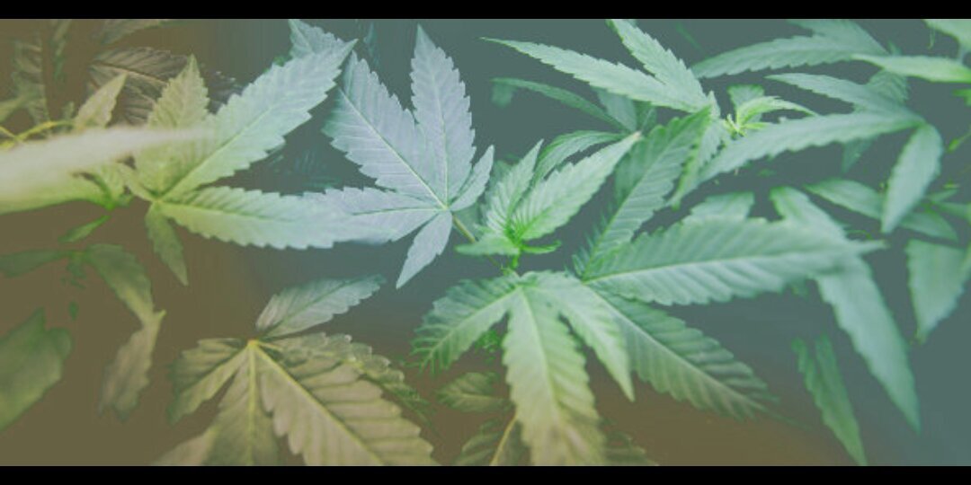 PsychotikKush's profile banner image