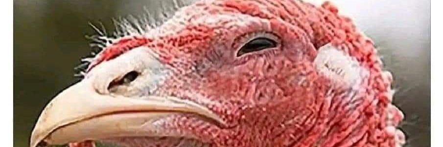 polychiwas9's profile banner image