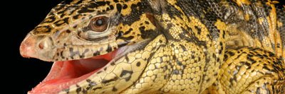 FinleyTheTegu's profile banner image