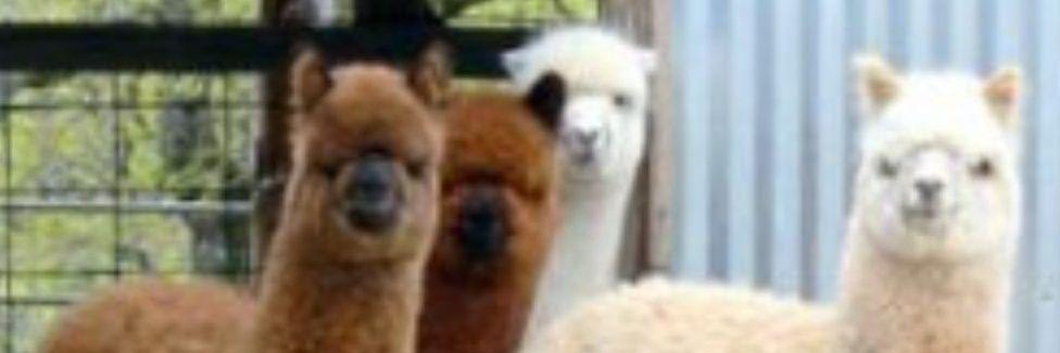 alpacafaqs's profile banner image