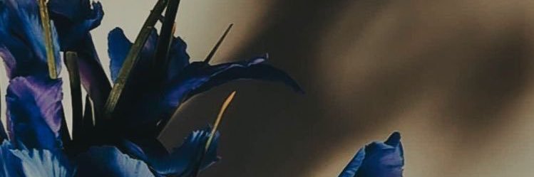 willianscs's profile banner image