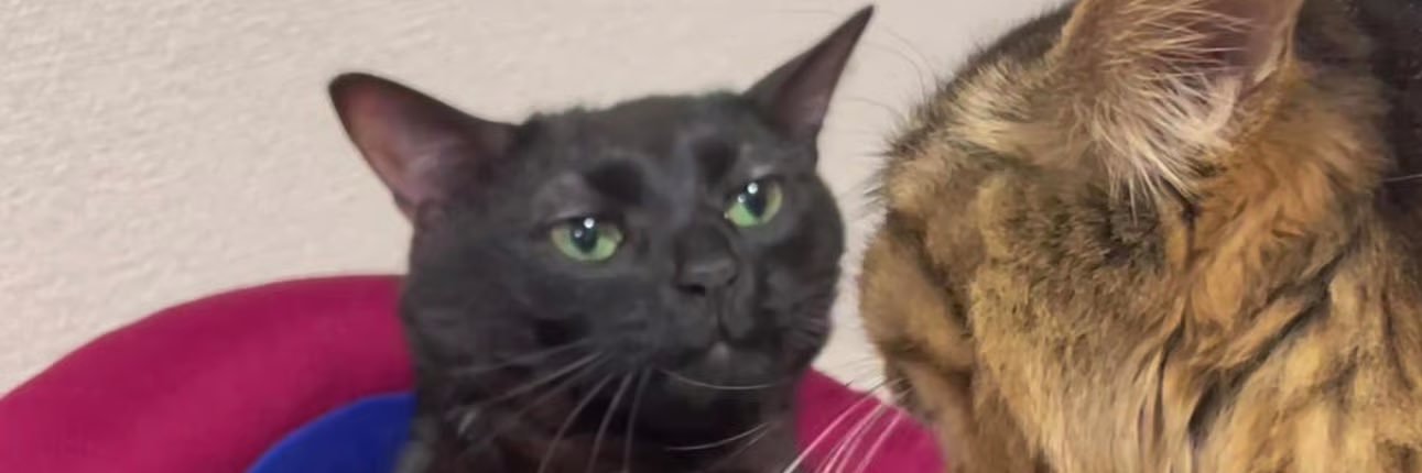 FRUITnCATS's profile banner image