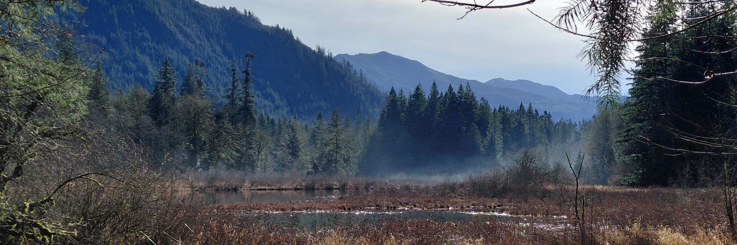 Quantum Krizty banner