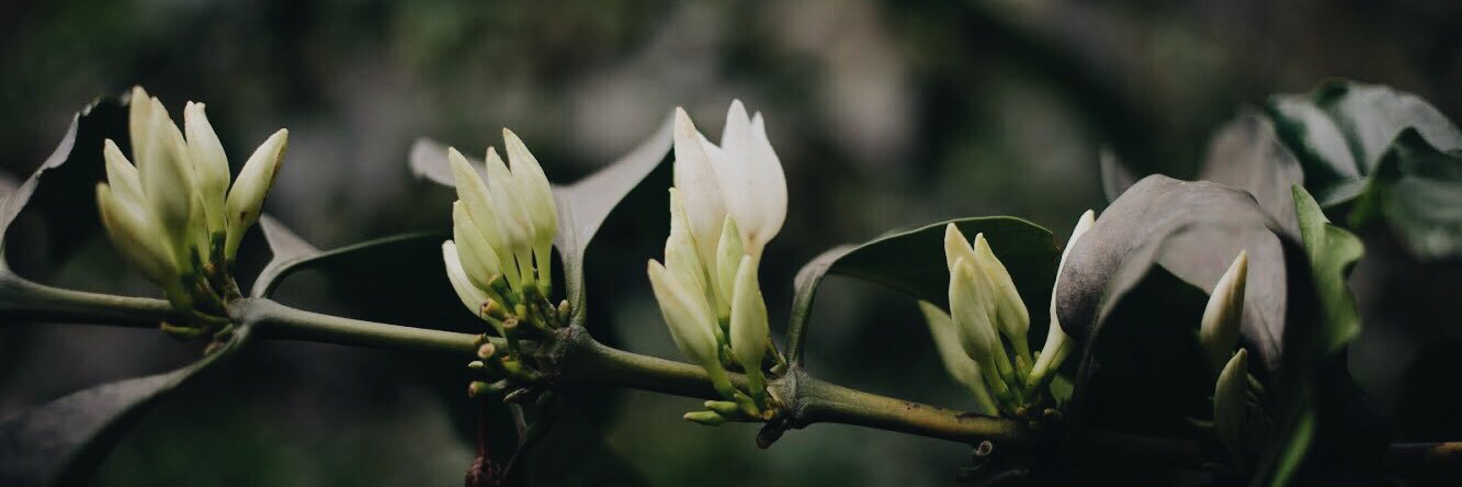 CarolineKunkel's profile banner image