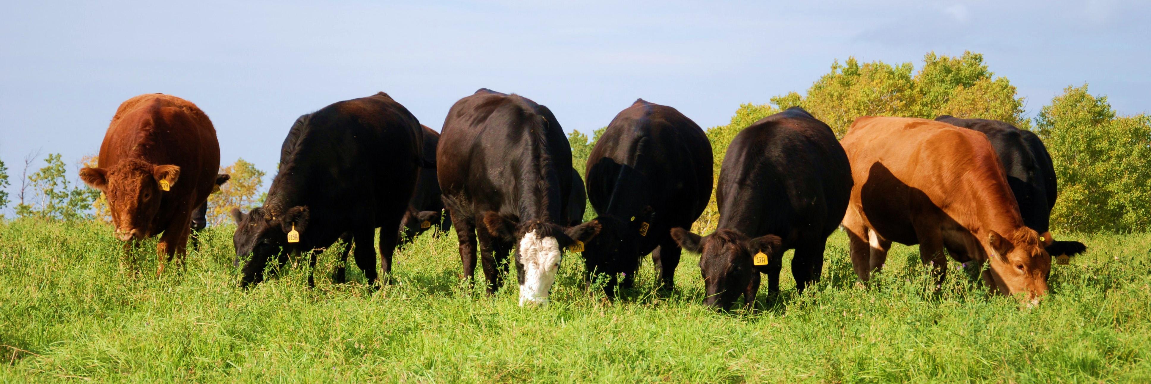 SCSimmentals's profile banner image