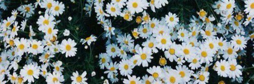 DAshllie's profile banner image