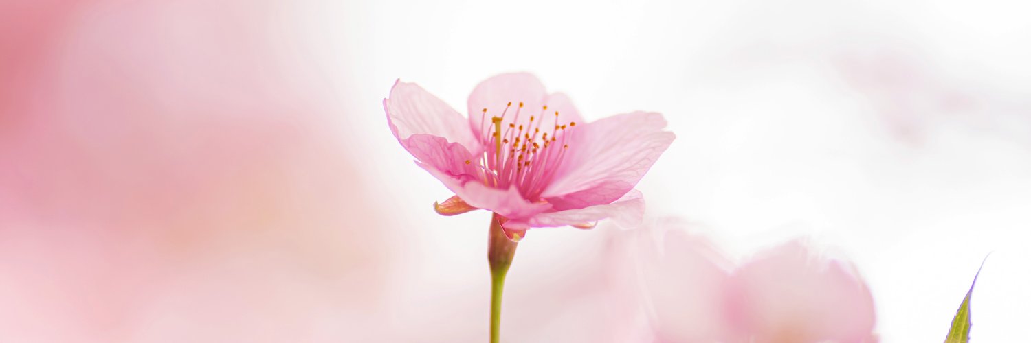 saku_starry's profile banner image