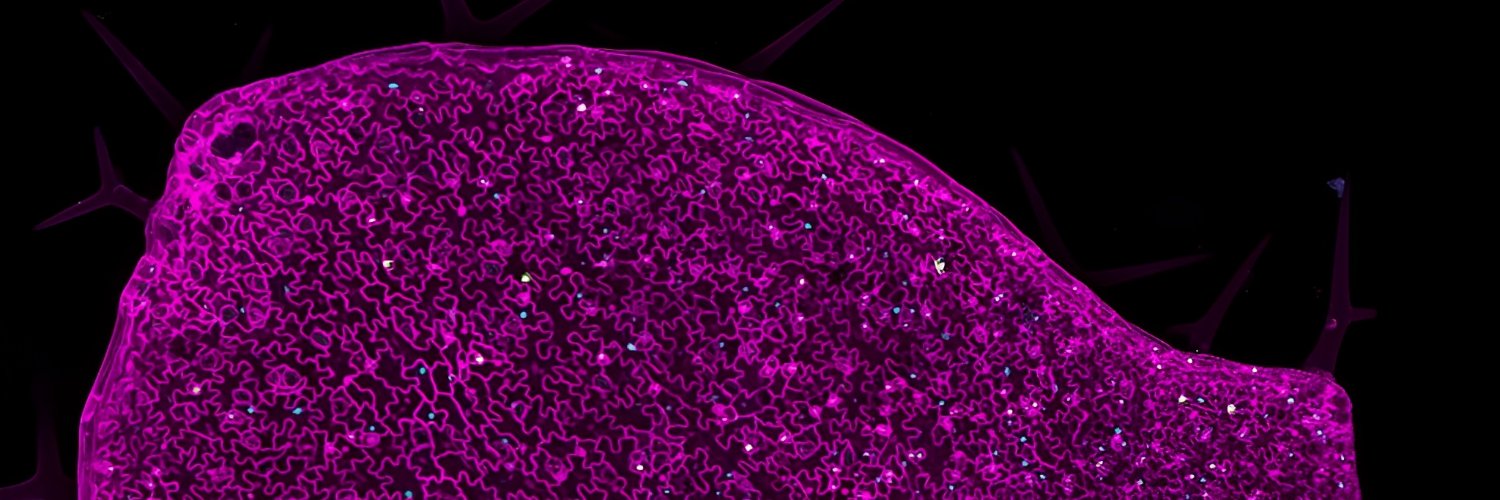 Ansar_IPMB's profile banner image