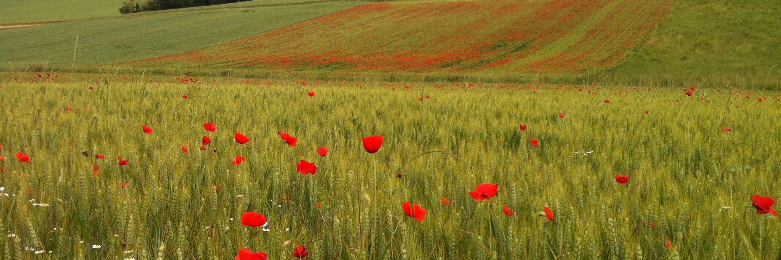 Xavier Debbasch banner