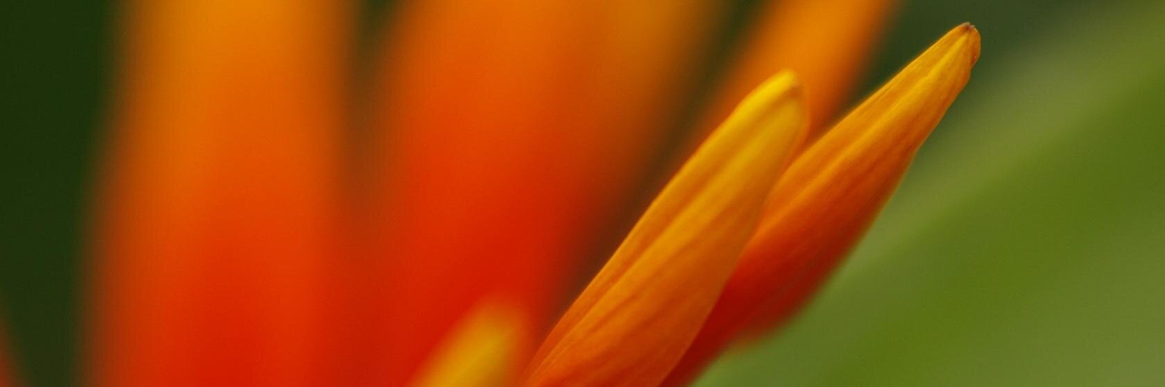 Dalija Prasnikar banner