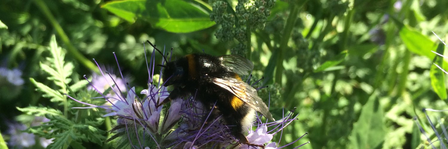 BeeUrbanSweden's profile banner image