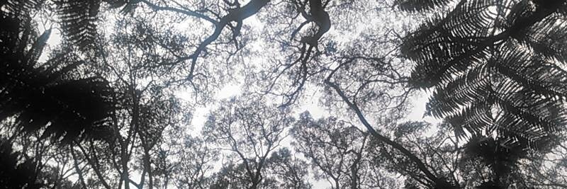 Conservation Hawaii banner