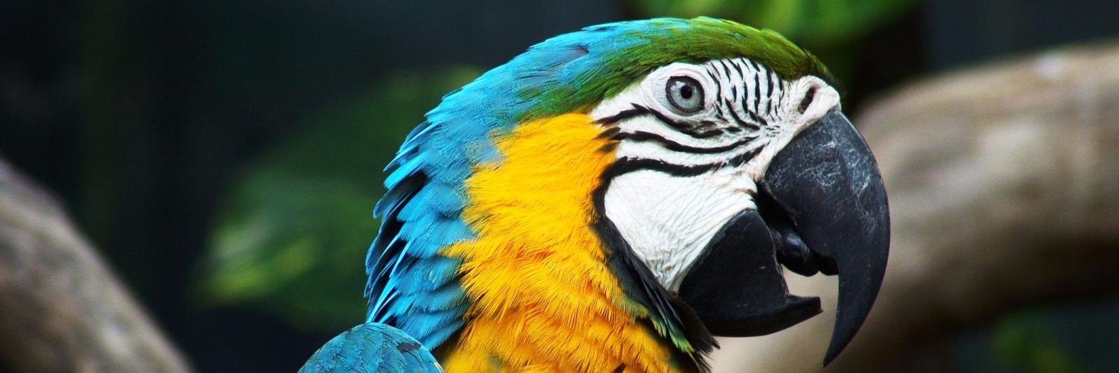 CocoTheParrott's profile banner image