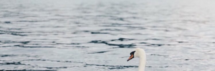 ‏﮼أ 🤍 banner