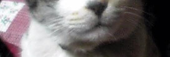 xizz🤘(ぢずん)(´・ω・)𖤐 banner