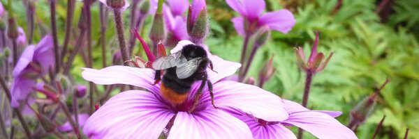 LamireauT Profile Banner