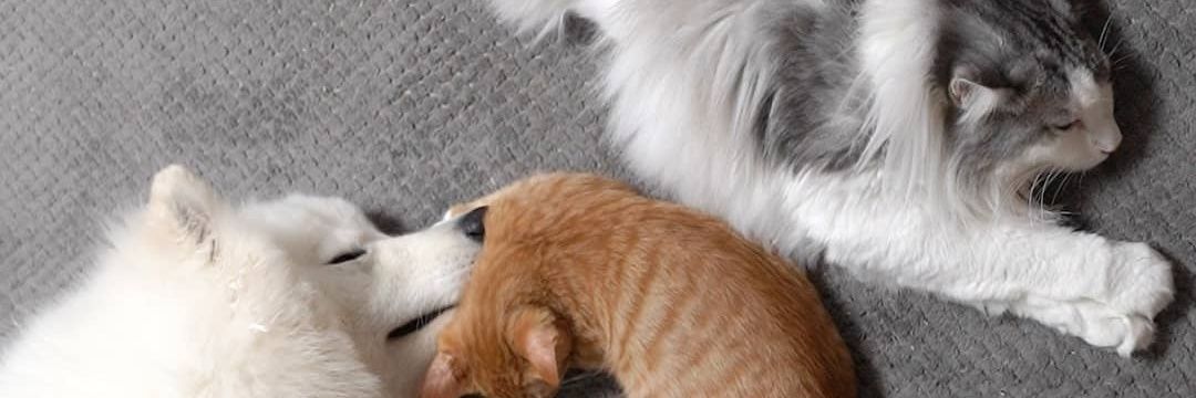 catus9589's profile banner image