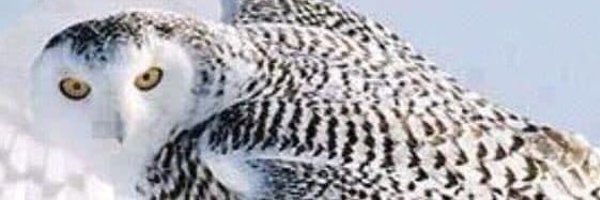 cfjp29 Profile Banner