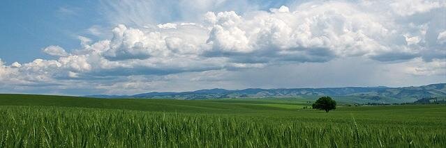 Steve Ellsworth banner