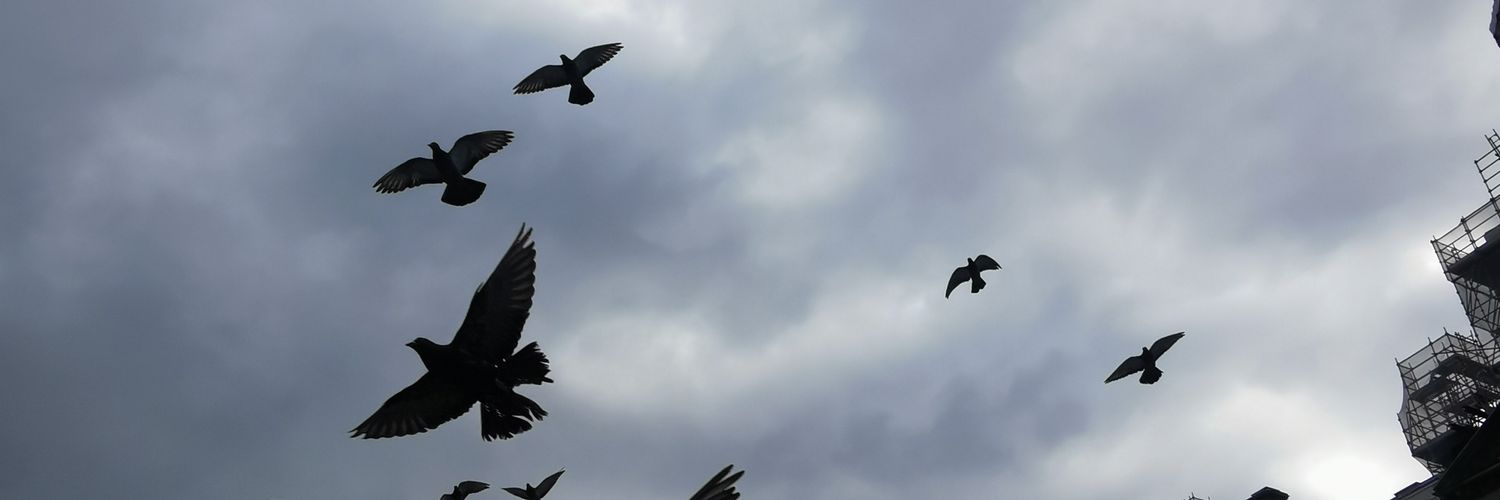 fazaa🐉😺 banner