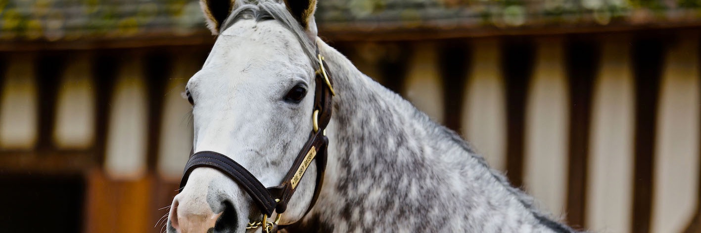 PETIT TELLIER banner