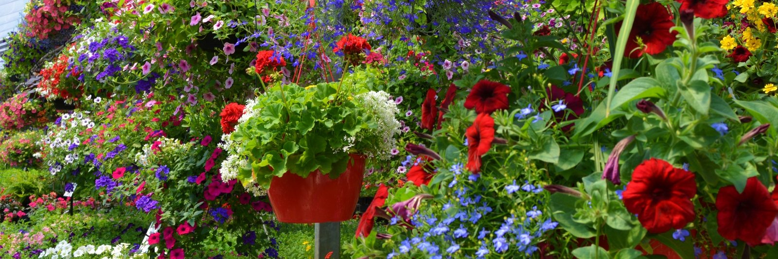 BloomGardenCtr's profile banner image
