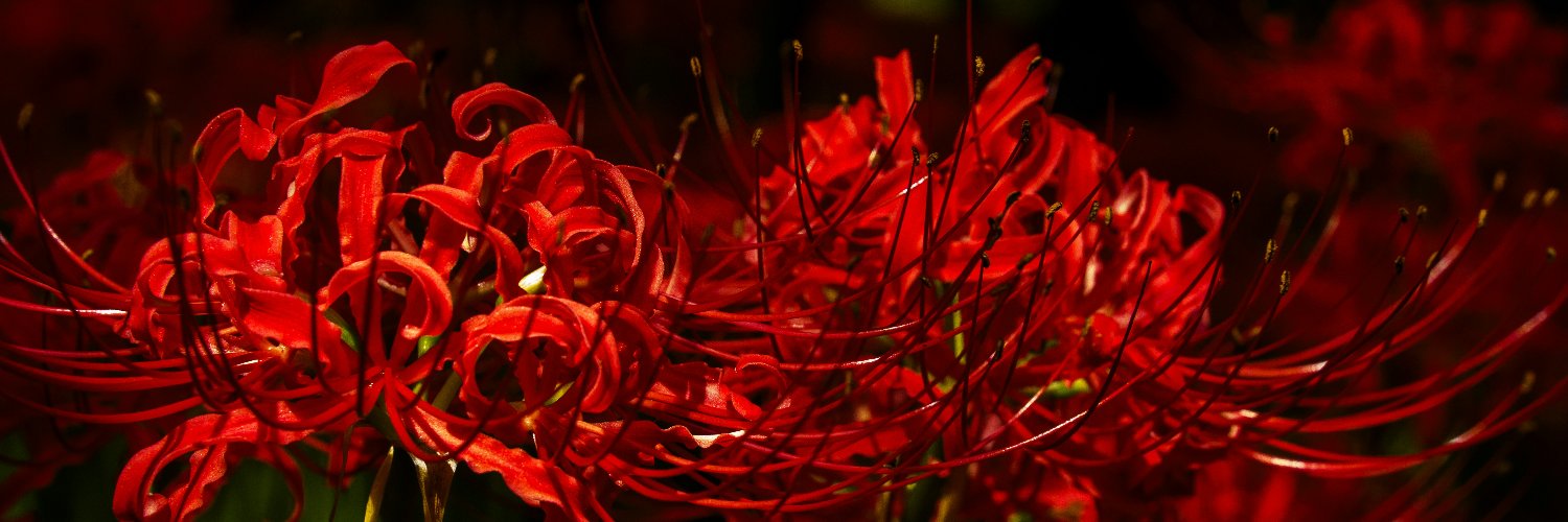 Lysiere's profile banner image