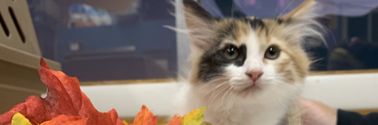 Furry Friends Refuge banner