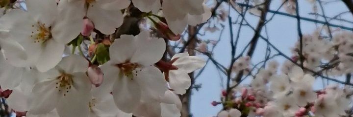 hakoneyuri's profile banner image