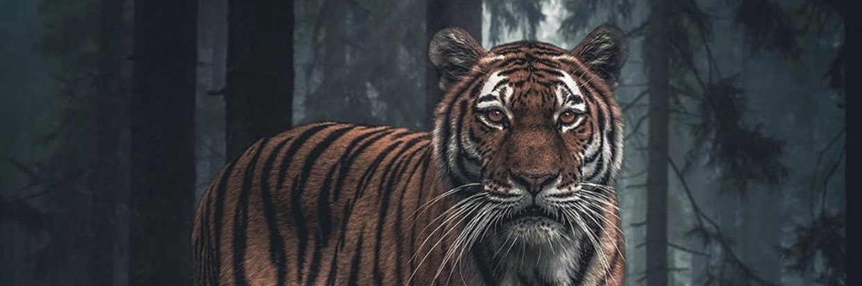 NiAiM_'s profile banner image