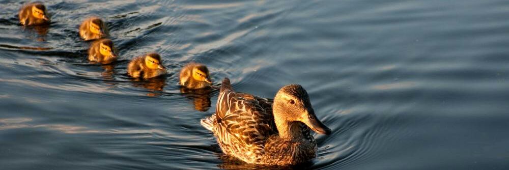 duckrow's profile banner image