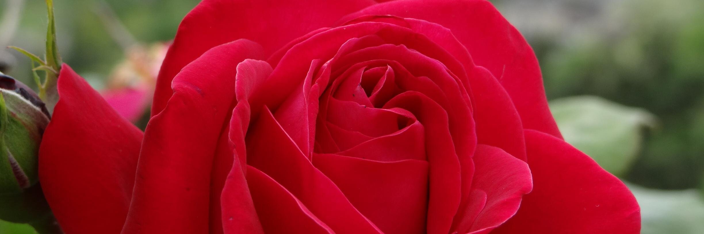 KimSharonWhite's profile banner image