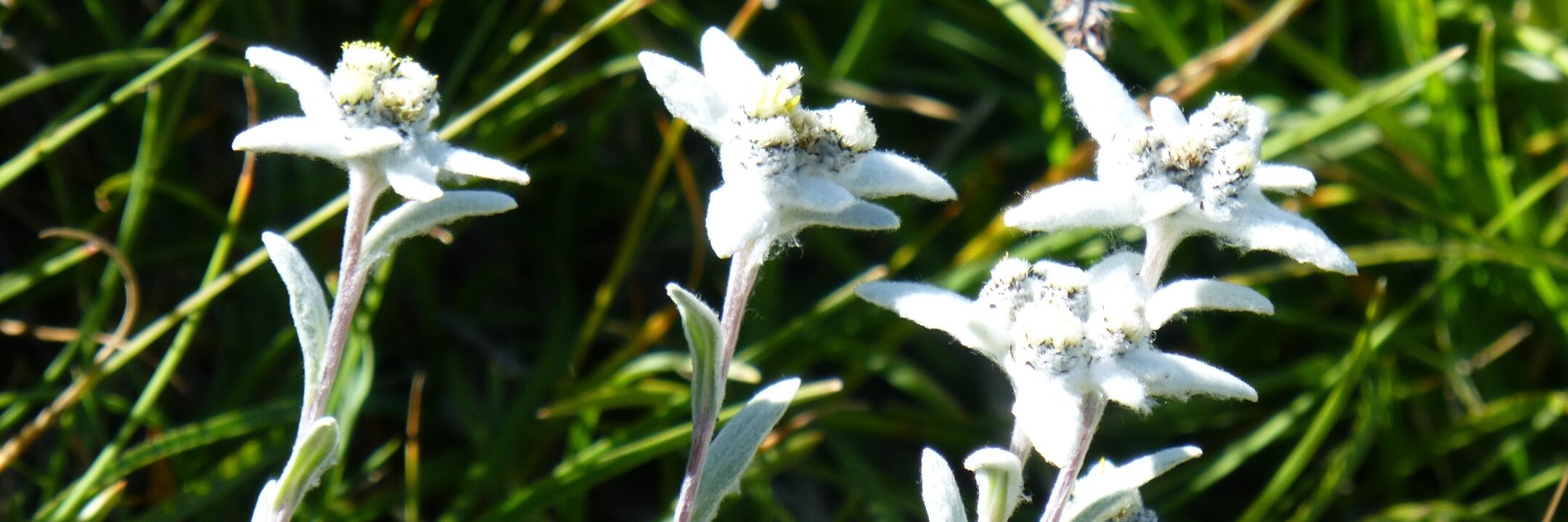 Dr Thomas Orban - L’Union fait la Force🇧🇪 🕺💃🕺 banner